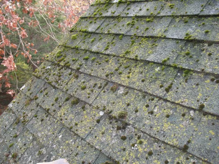 Moss & Algae growth on shingles